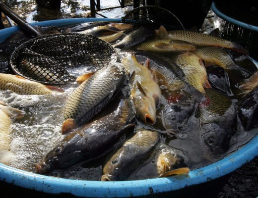 Brněnští nováčci všem vypálili rybník a vybojovali kapry