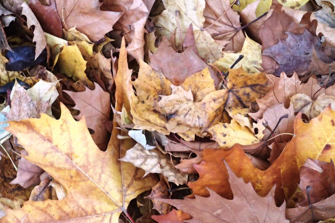 Kauca s Fafkem vyhráli Kapucínovu kouli